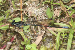 Image of Argia ulmeca Calvert 1902