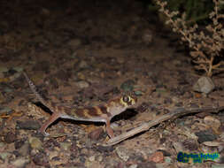 Image of Bedraiga's Wonder Gecko