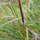 Sivun Sorghum leiocladum (Hack.) C. E. Hubb. kuva