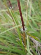 Sivun Sorghum leiocladum (Hack.) C. E. Hubb. kuva