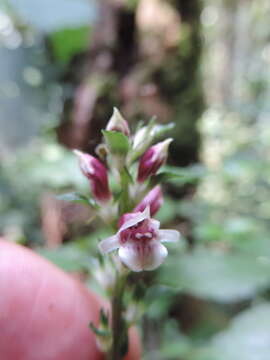 Image of Anisosepalum