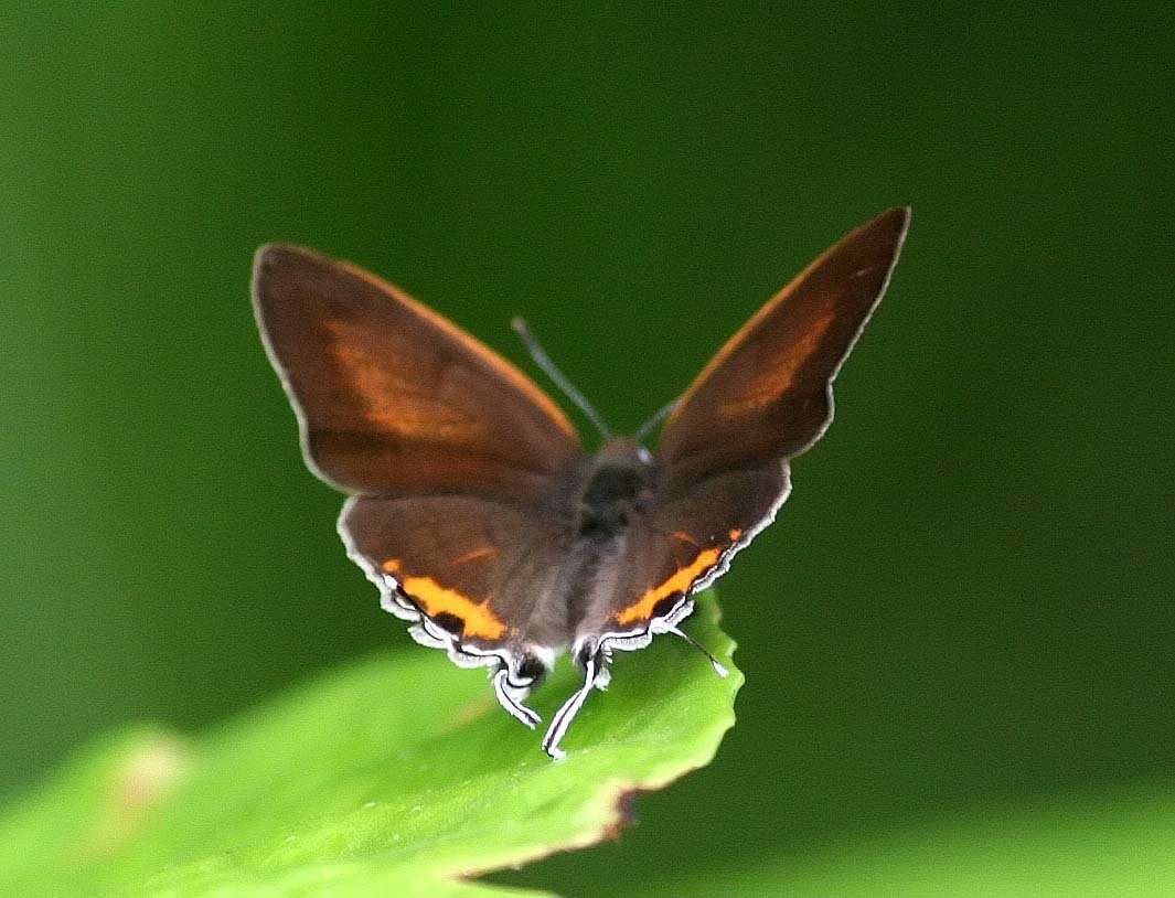 Слика од Hypolycaena thecloides (Felder 1860)