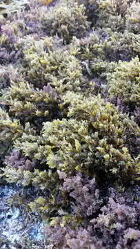 Слика од Sargassum agardhianum