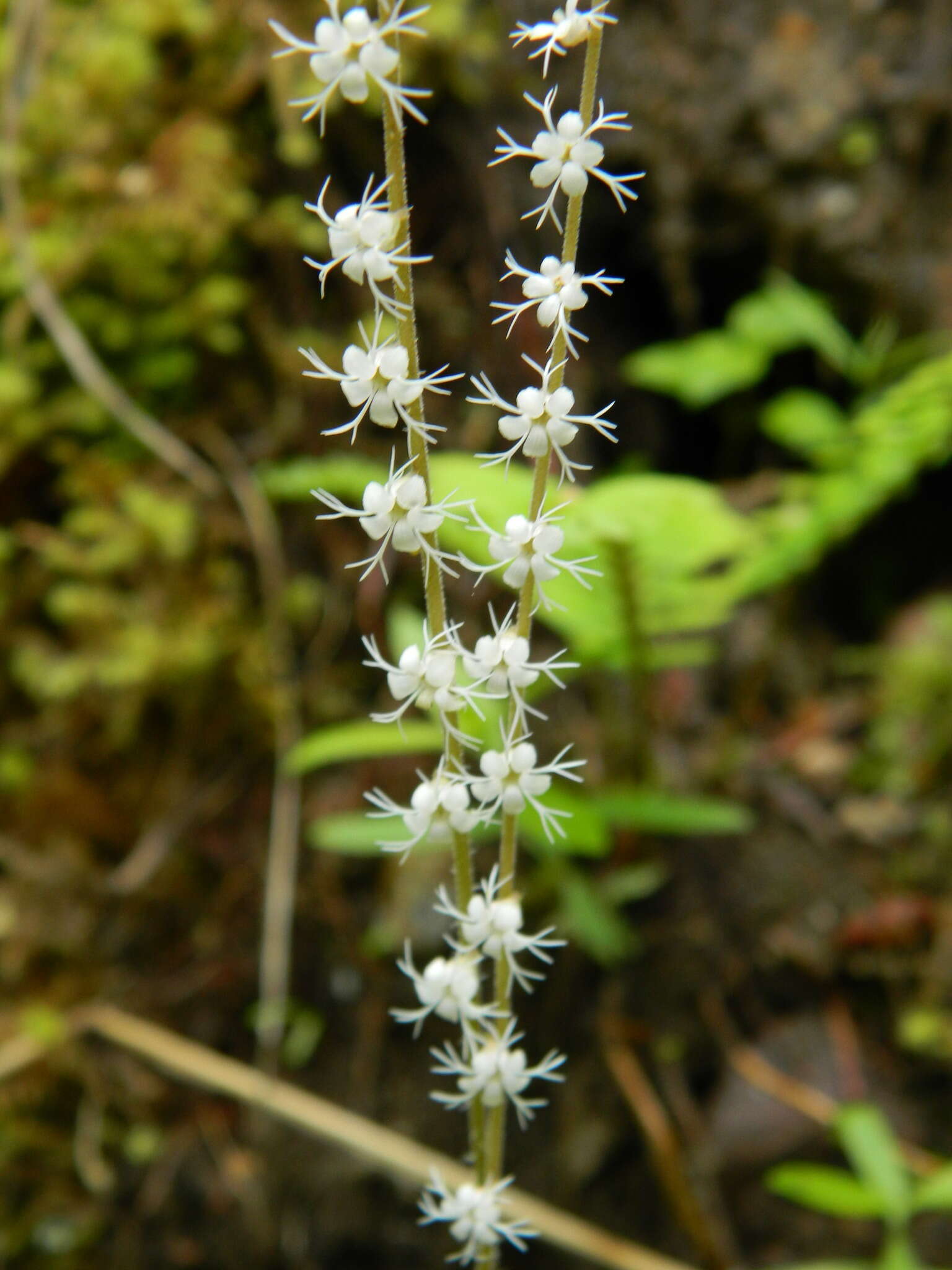 Image of Side-Flower Bishop's-Cap