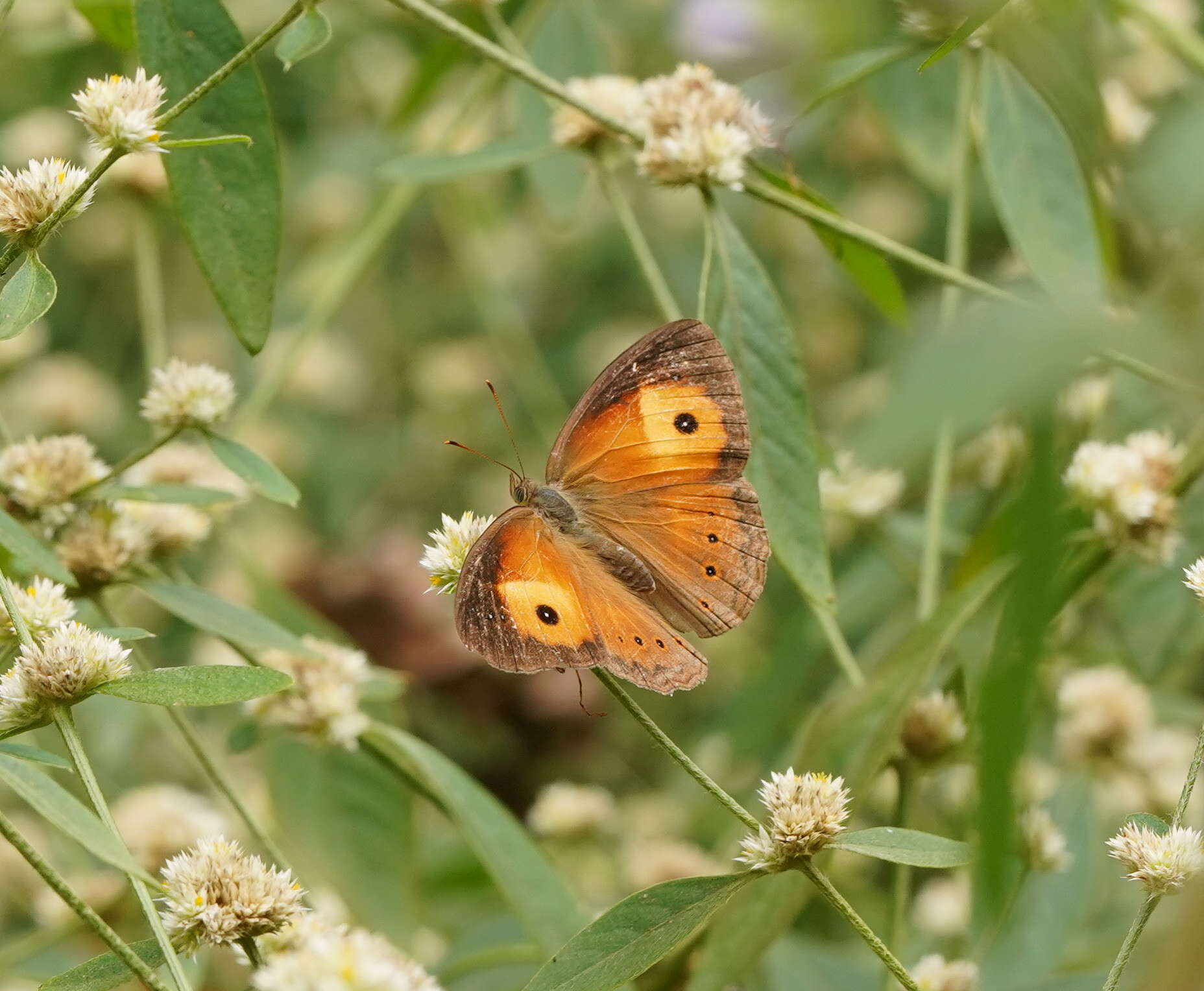 Image of Orange Bush-brown