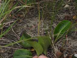 Gerbera crocea (L.) Kuntze的圖片