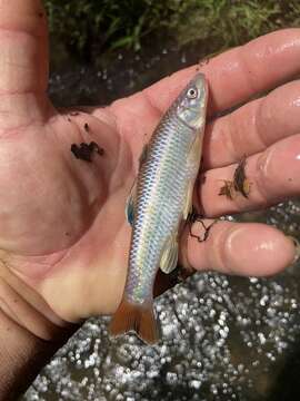 Image of Tallapoosa shiner