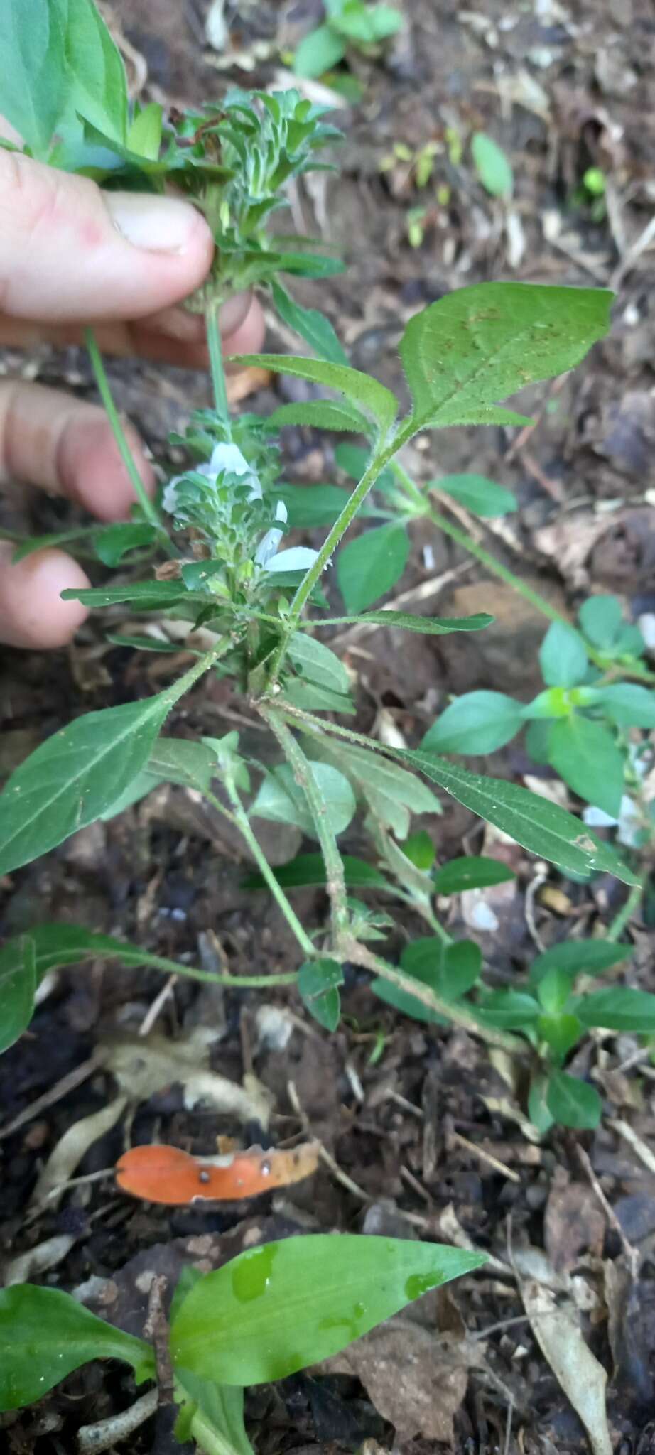 Image of Hairy buckweed