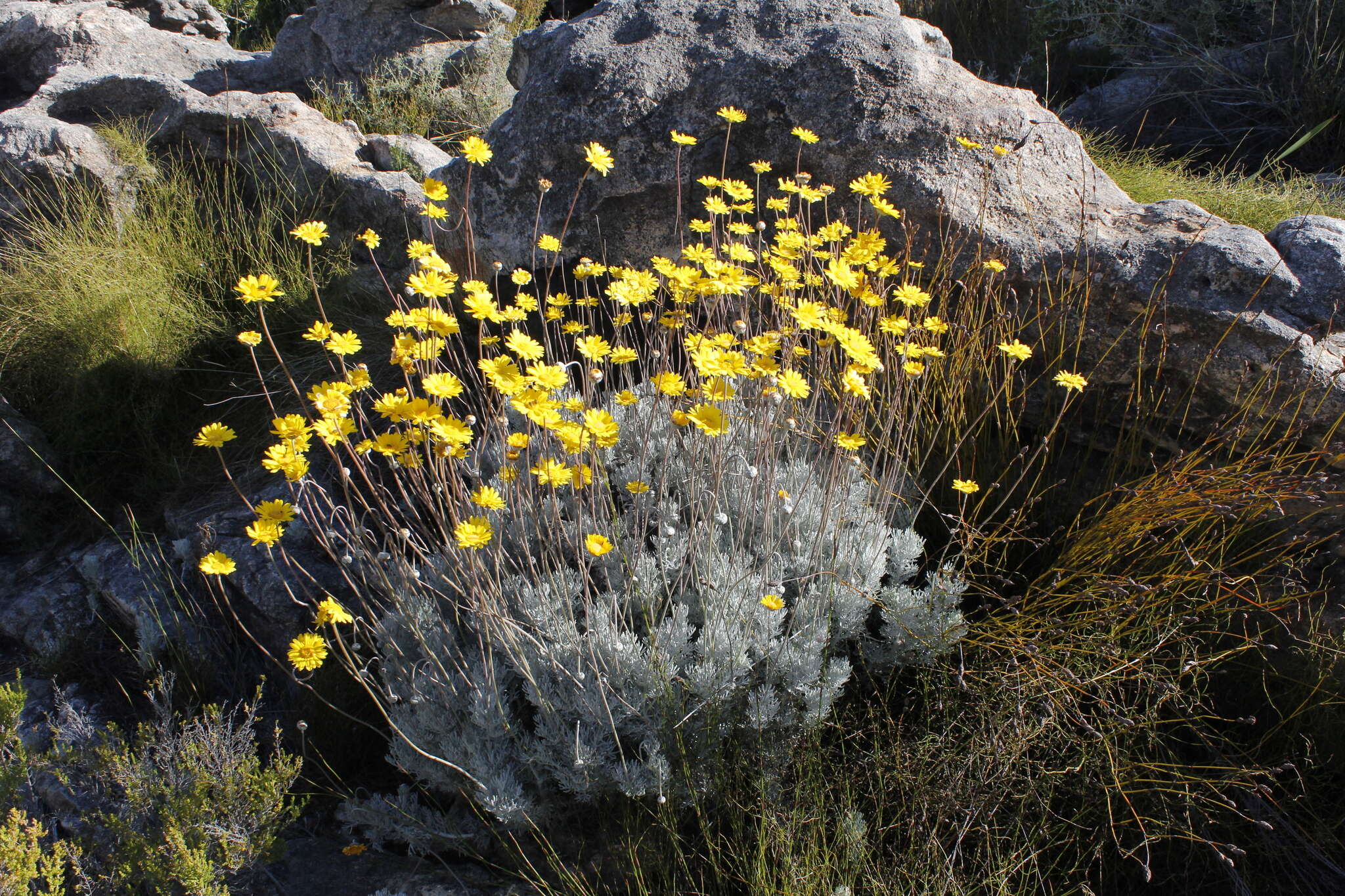 Image of Lace-Leaf Ursinia