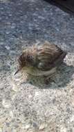 Image of Graceful Prinia