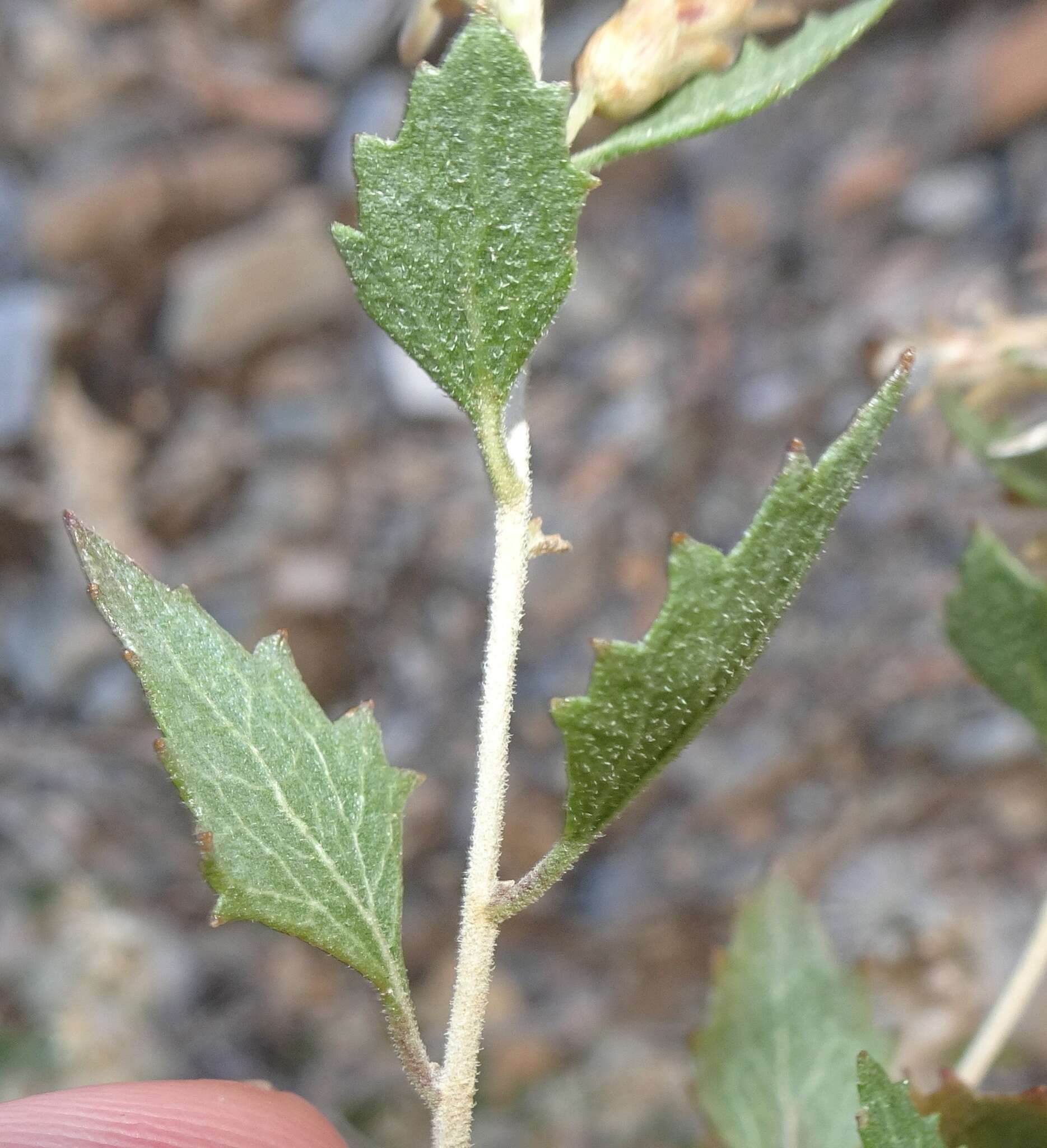 Imagem de Brickellia baccharidea A. Gray