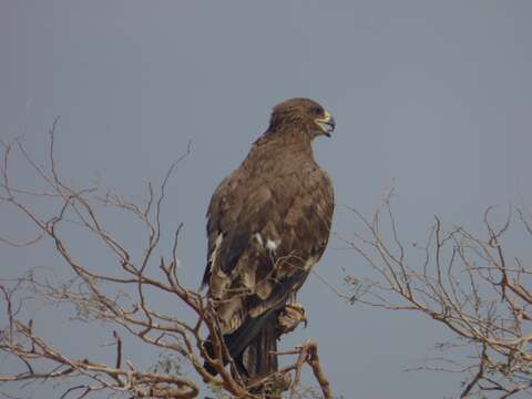 Imagem de Aquila nipalensis orientalis Cabanis 1854