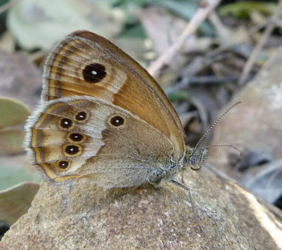 Image of Coenonympha dorus Esper 1782