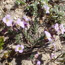 Image de Heliophila nubigena Schltr.