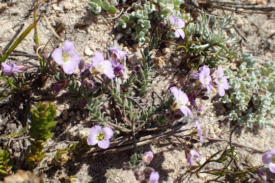 Слика од Heliophila nubigena Schltr.