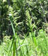 Image of Long-Awn Cock's-Spur Grass