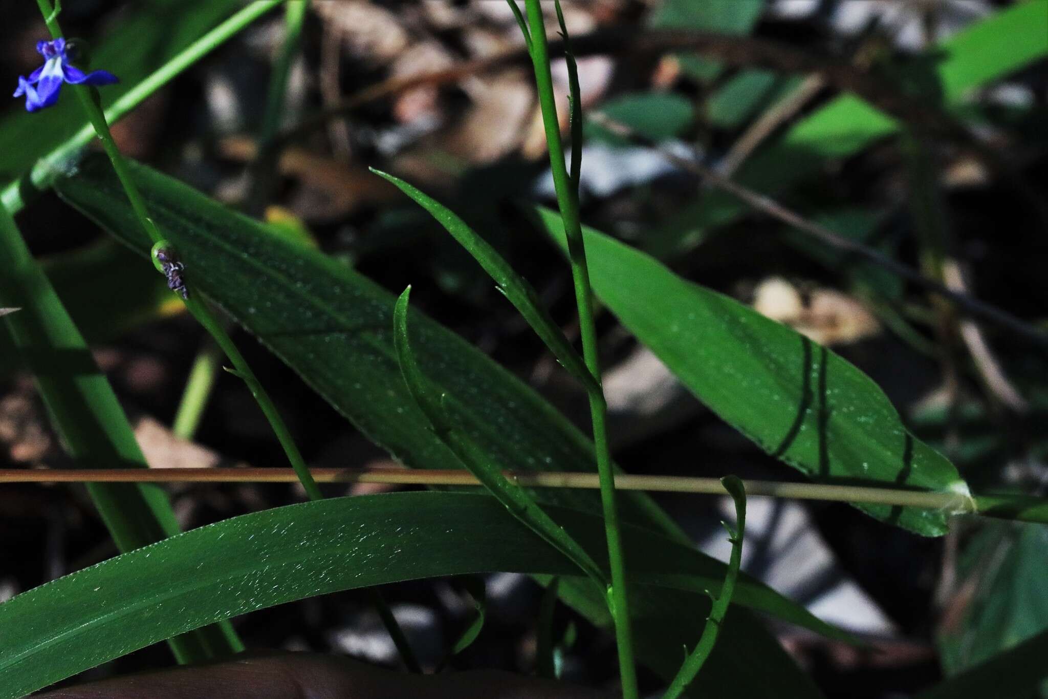 Image of Lobelia gibbosa Labill.