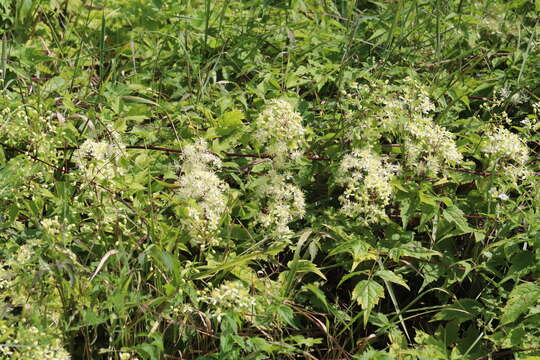 Image of Clematis brevicaudata DC.