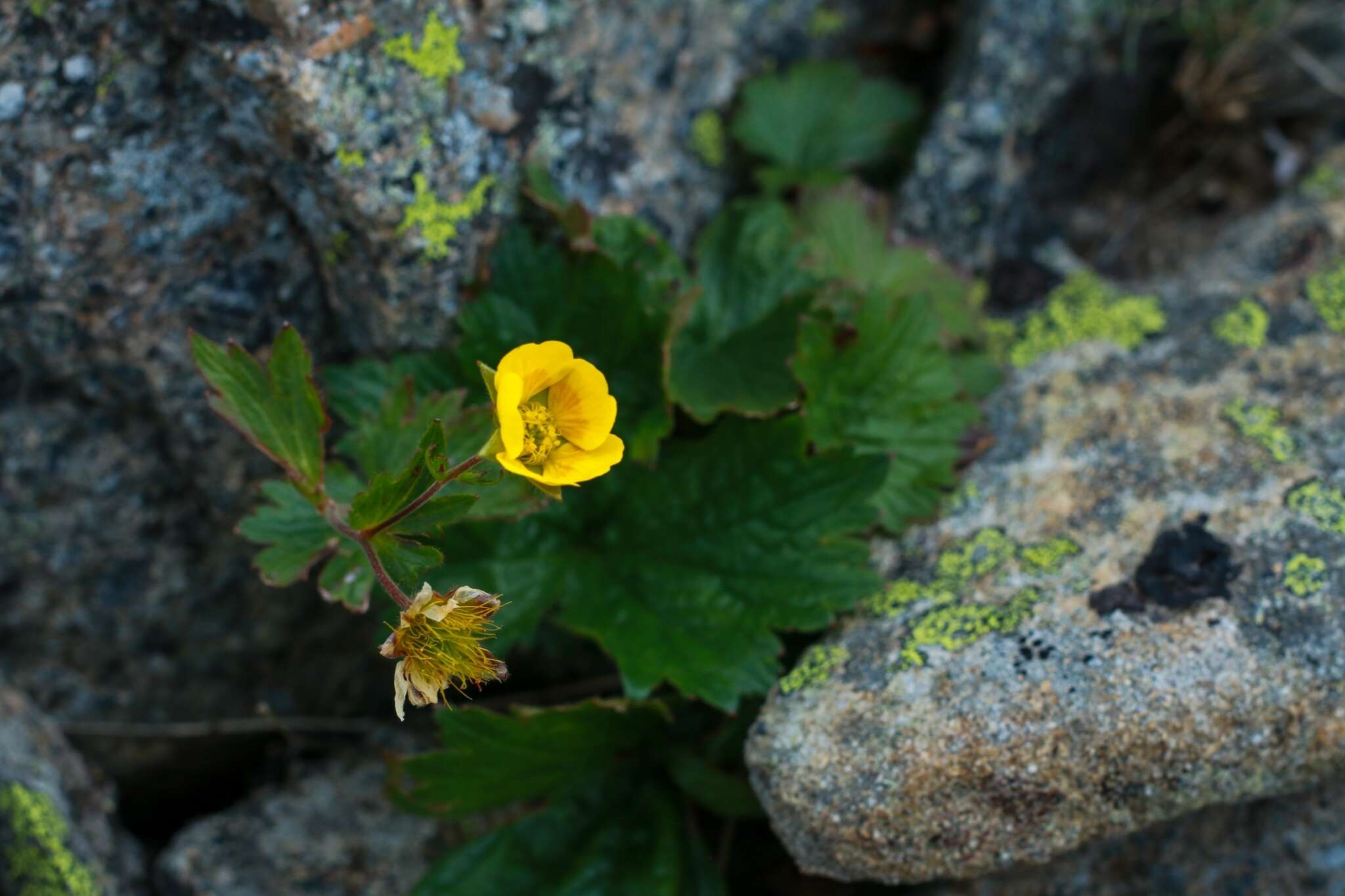 Image of Geum calthifolium subsp. nipponicum (F. Bolle) R. L. Taylor & B. Mac Bryde