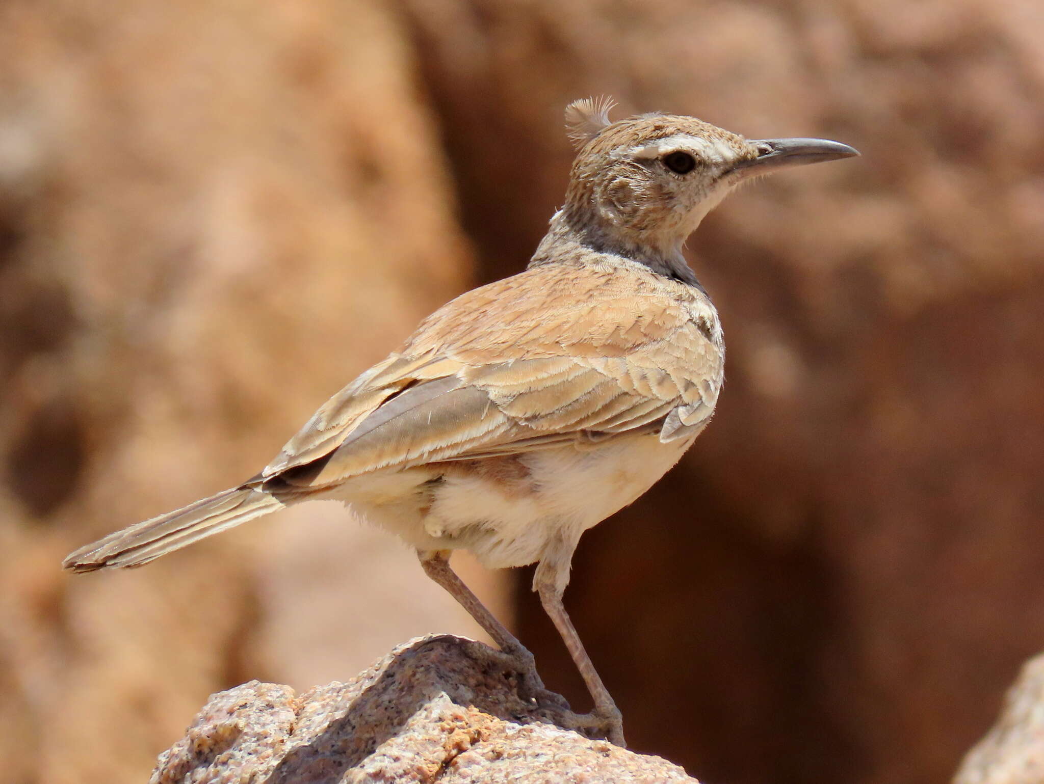 Image of Karoo Long-billed Lark