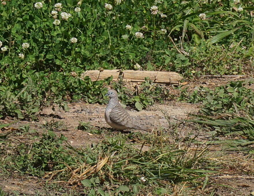 Image of Peaceful Dove