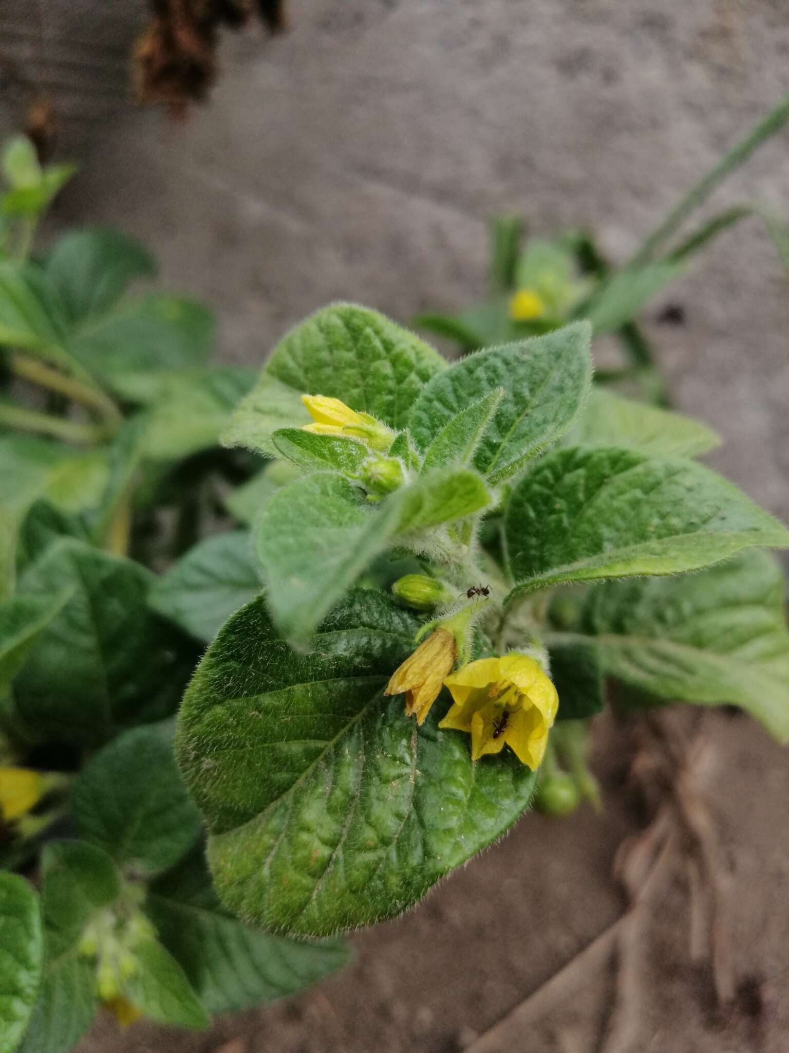 Image of Capsicum rhomboideum (Dun.) Kuntze