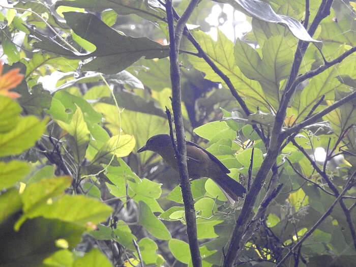 Image of Bower's Shrike-thrush