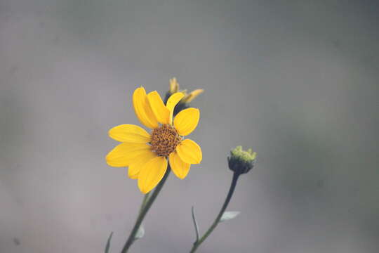 Image of Flourensia resinosa (Brandeg.) Blake