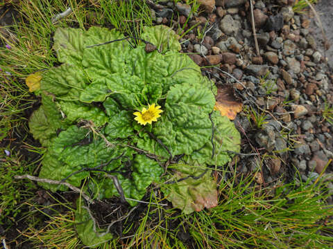 Image of Haplocarpha rueppelii (Sch. Bip.) Beauv.