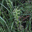 Image of Habenaria cornutella Summerh.