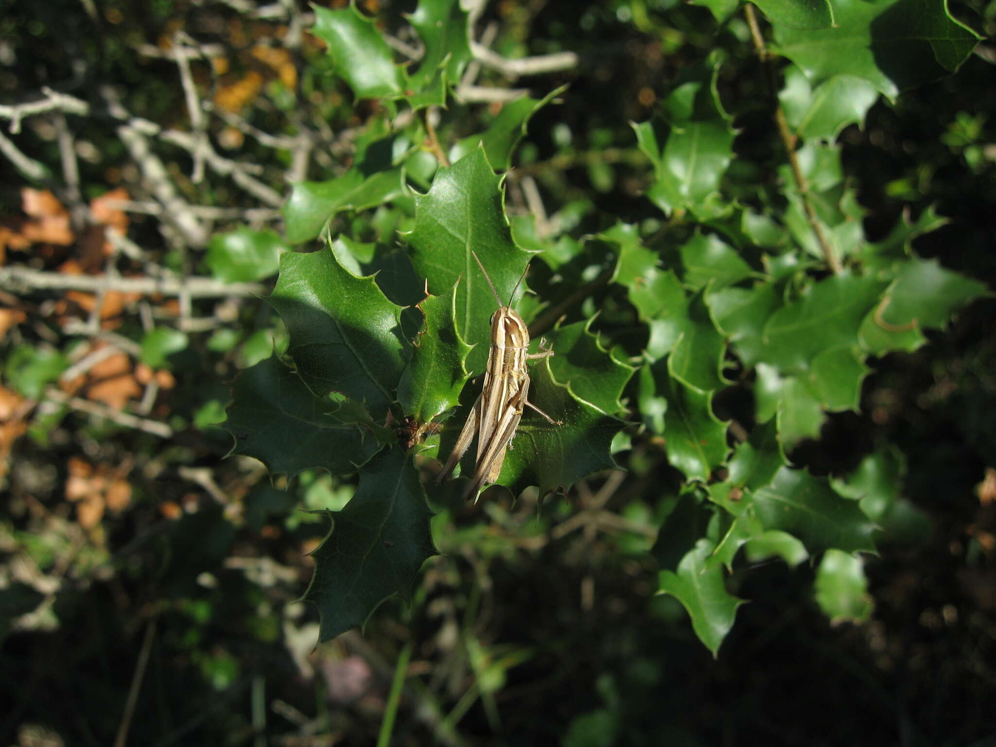 Image of Euchorthippus chopardi Descamps 1968