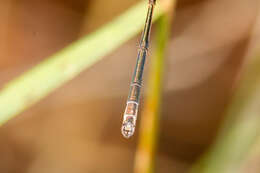 Image of Plateau Spreadwing