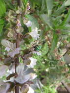 Image of Agapostemon angelicus Cockerell 1924