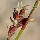 Tetraria fimbriolata (Nees) C. B. Clarke resmi