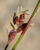 Sivun Tetraria fimbriolata (Nees) C. B. Clarke kuva