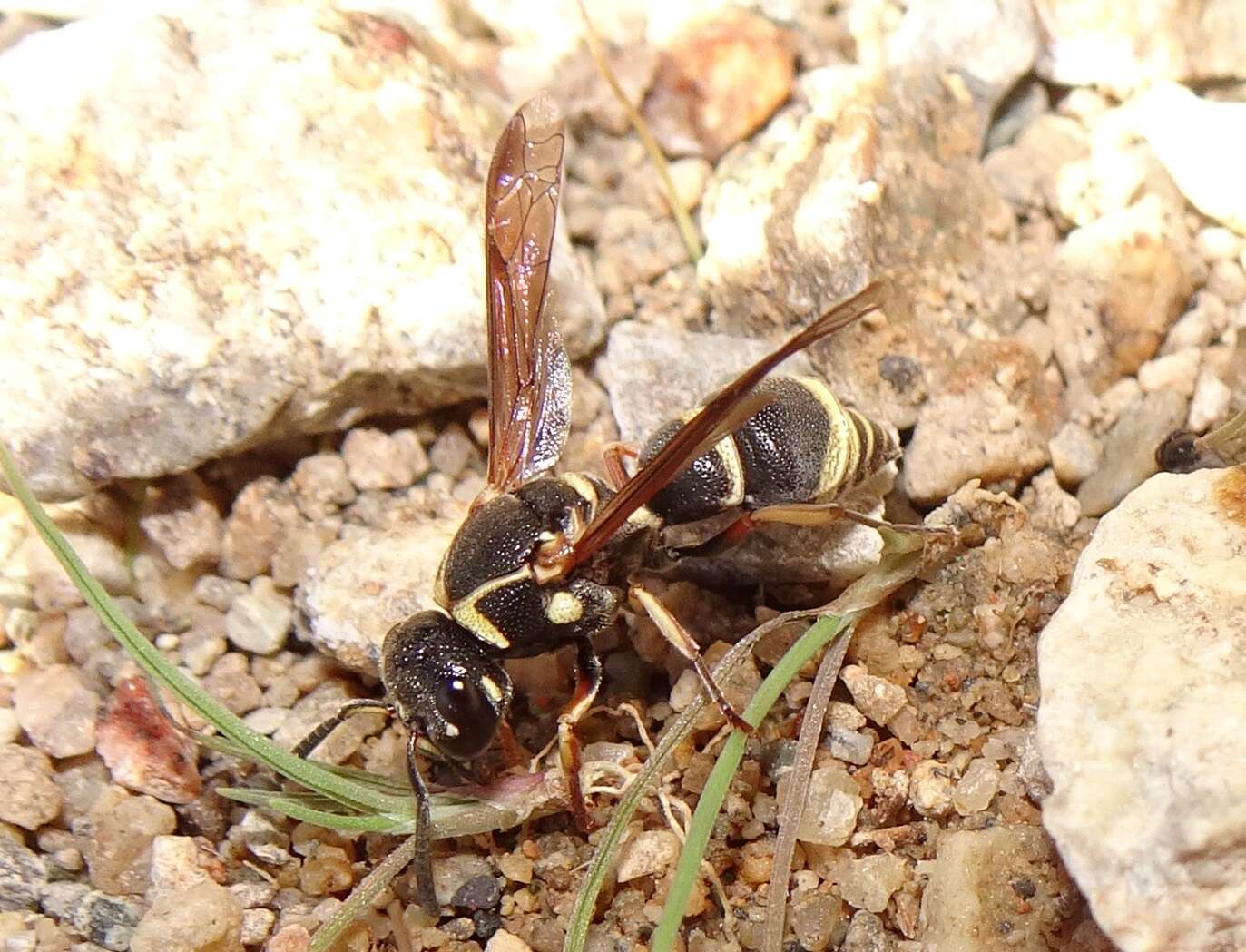 Image of Rhynchalastor ochrogonius (Bohart 1944)