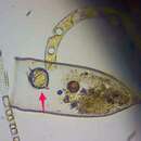 Protoperidinium steinii (Jorgensen) Balech 1974 resmi