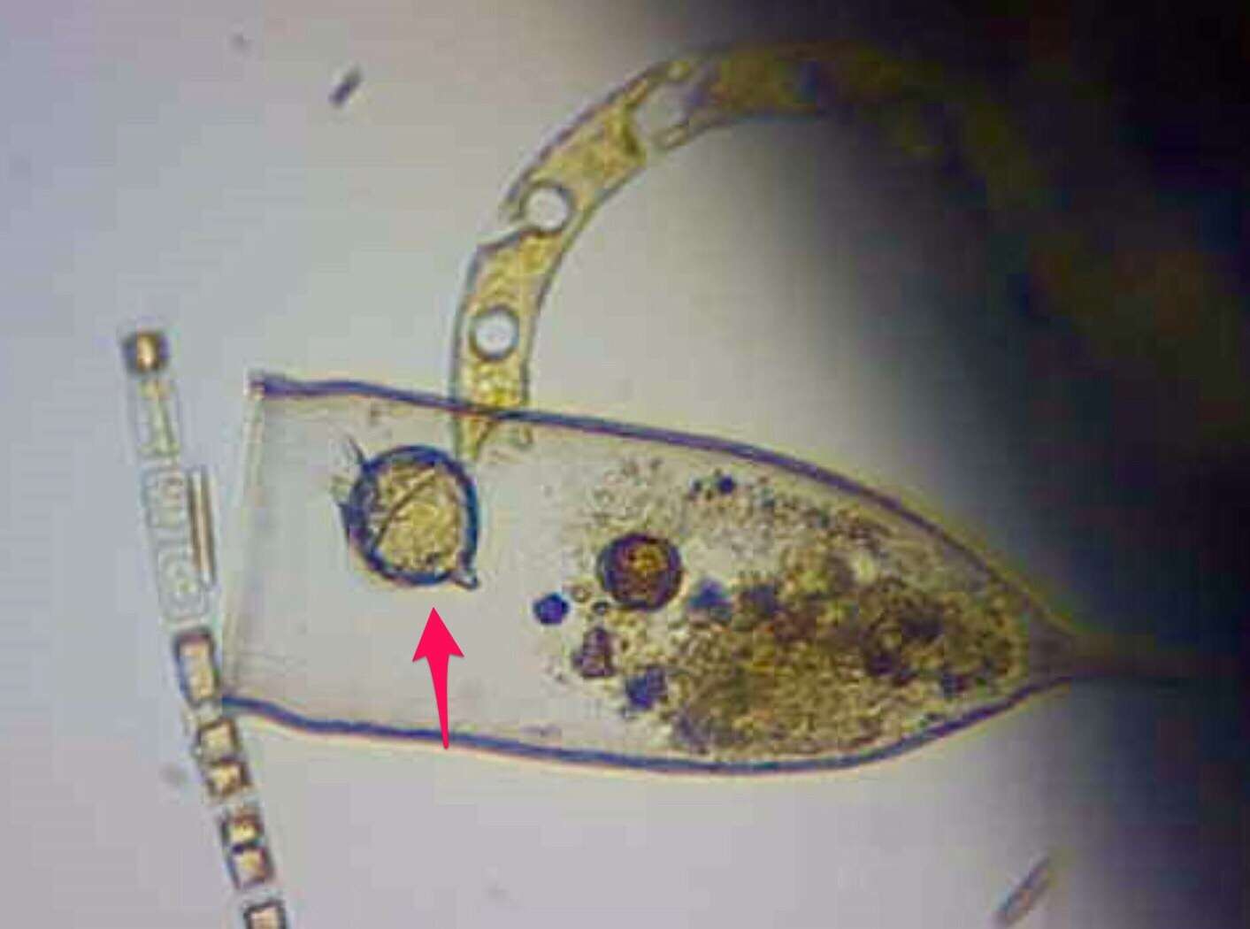 Image of Protoperidinium steinii (Jorgensen) Balech 1974