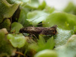 Image of Erechthias externella (Walker 1864)