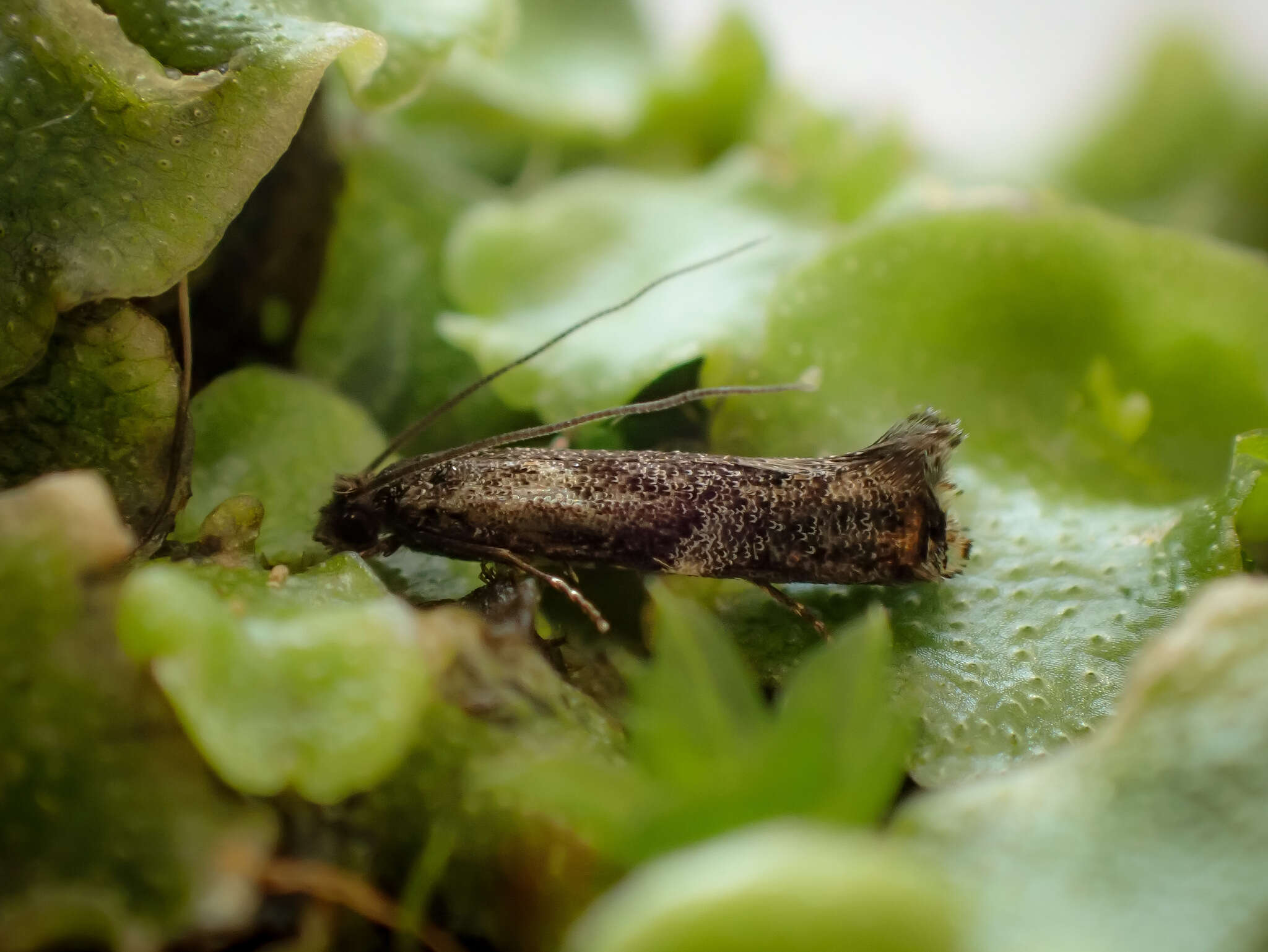 Image of Erechthias externella (Walker 1864)