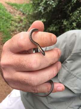 Image of (South-) Eastern Bark Snake