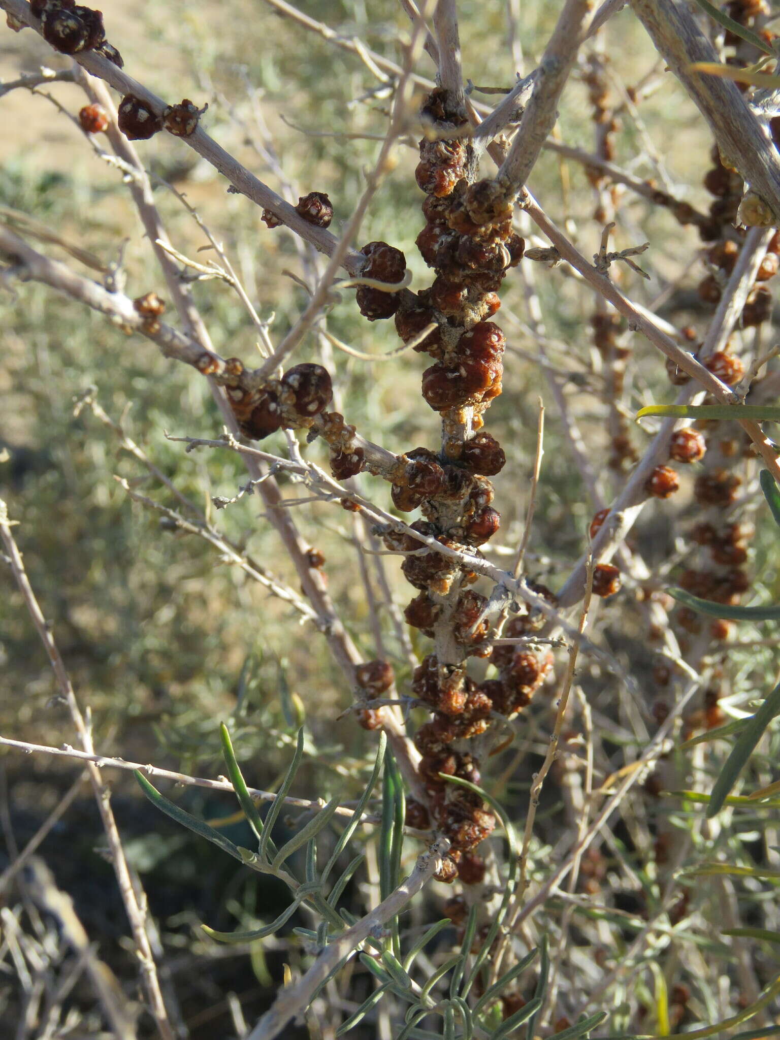 صورة Ceroplastes irregularis Cockerell 1893