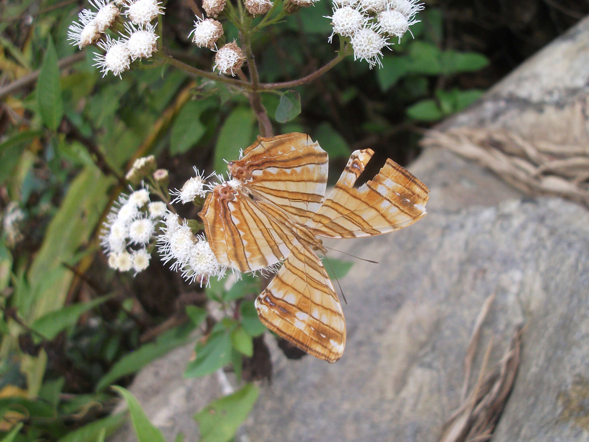 Imagem de Chersonesia risa Doubleday (1848)