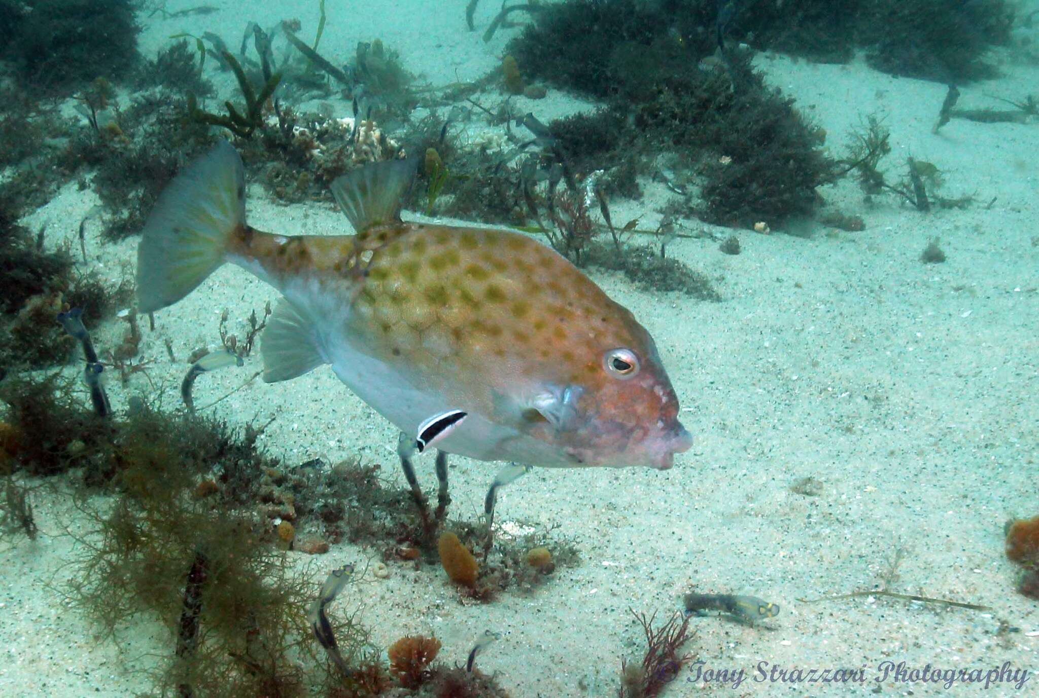 Image of Blue boxfish