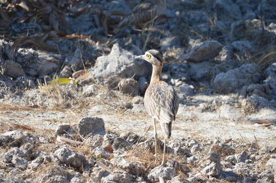 Image of Double-striped Thick-knee