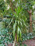 Image of Cordyline obtecta (Graham) Baker