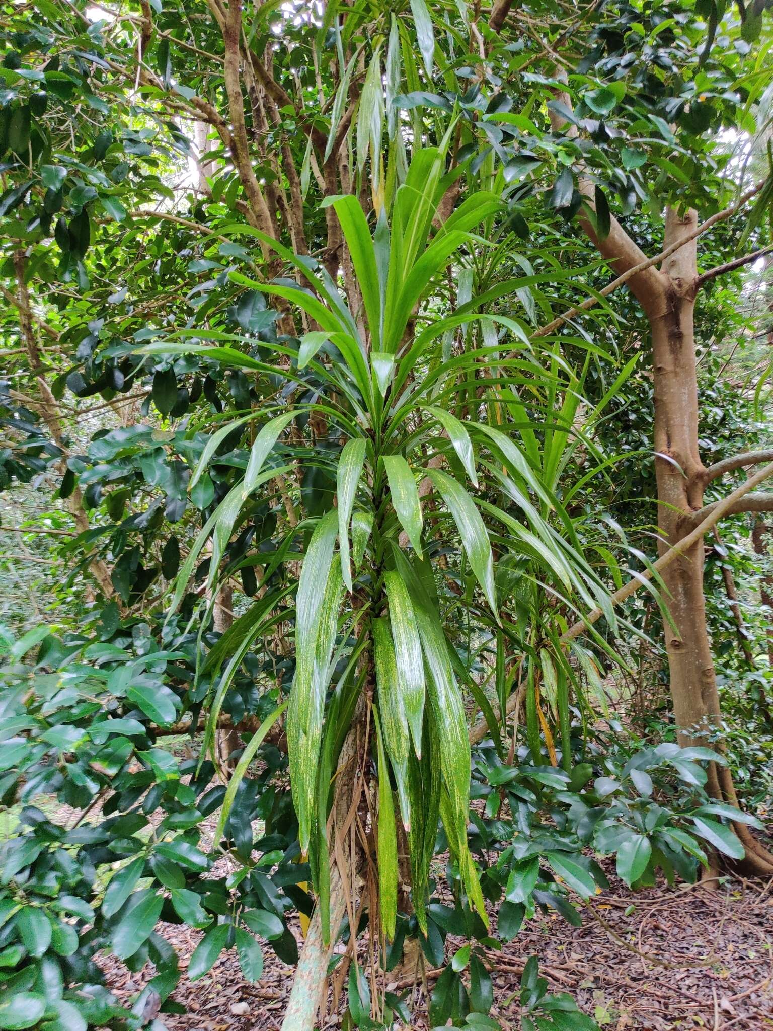 Image of Cordyline obtecta (Graham) Baker