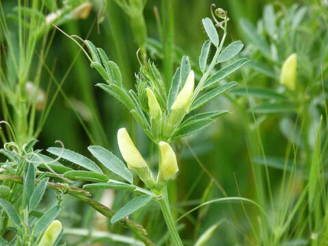 Image of smooth yellow vetch