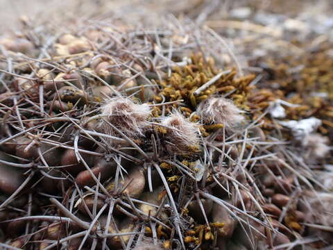 Echinopsis hertrichiana (Backeb.) D. R. Hunt resmi