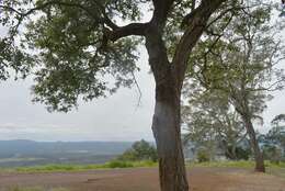 Image of Eucalyptus melanophloia subsp. melanophloia